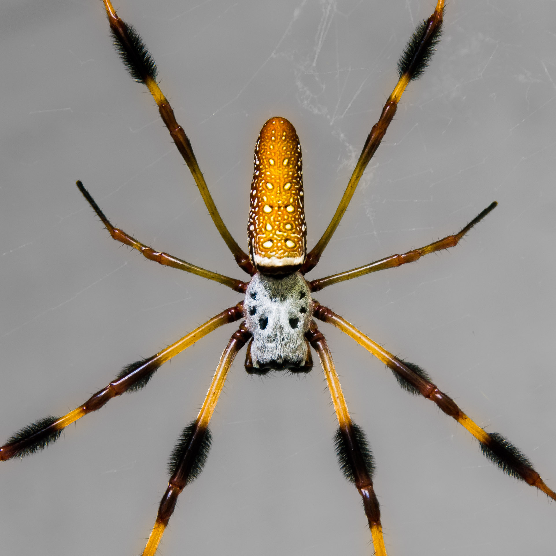 Florida Spider Pictures