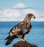 Juvenile Bald Eagle - Kachemak Bay, Alaska