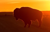 Bison at sunset - Badlands National Park, South Dakota