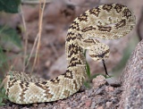 Black-tailed Rattlesnake - Tubac, Arizona