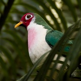 Jambu Fruit Dove - Cincinnati Zoo and Botanical Garden, Ohio