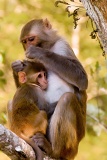 Rhesus Macaque grooming infant - Silver Springs River, Florida