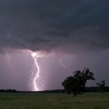 Lightning and tree - Williston, Florida