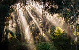 Crepuscular rays in forest - Paynes Prairie Preserve State Park, Florida