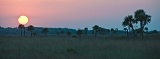 Sabal Palm sunset - Kissimmee Prairie Preserve State Park, Florida
