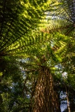 Tree fern forest - Roaring Billy Falls Trail, New Zealand