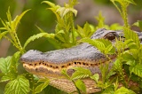 Alligator on Lake Wauberg - Paynes Prairie Preserve State Park, Florida