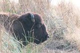 Bison lying in dry grass - Paynes Prairie State Park, Florida