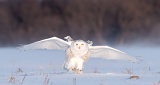 Snowy Owl - Stayner, Ontario, Canada