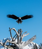 Flying Bald Eagle - Kachemak Bay, Alaska