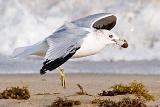 Gull exhibiting drop-catch behavior - Lauderdale-by-the-Sea, Florida