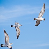 Gulls exhibiting drop-catch behavior - Lauderdale-by-the-Sea, Florida