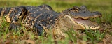 American Alligator - Gainesville, Florida