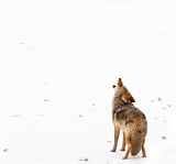 Howling Coyote - Jasper National Park, Alberta, Canada