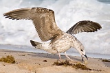 Gull exhibiting drop-catch behavior - Lauderdale-by-the-Sea, Florida