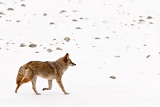 Coyote - Jasper National Park, Alberta, Canada