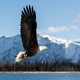 Flying Bald Eagle - Kachemak Bay, Alaska