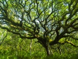 Live Oak covered with epiphytes - Cumberland Island, Georgia