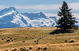 Mount Sealy and sheep - Southern Alps, New Zealand
