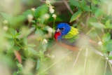Male Painted Bunting - Eco Pond, Everglades National Park, Florida