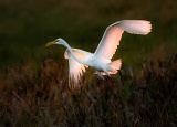 Great Egret at sunset - Kissimmee Prairie State Park, Florida