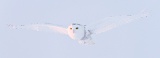 Snowy owl in flight - Stayner, Ontario, Canada