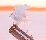 Snowy Owl landing on fence post - Stayner, Ontario, Canada