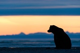 Coastal Brown Bear at sunrise - Cook Inlet, Lake Clark National Park, Alaska