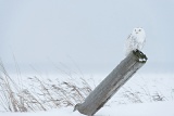 Snowy Owl on fence post - Stayner, Ontario, Canada