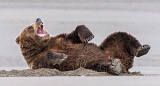 Coastal Brown Bear yawning and stretching - Lake Clark National Park, Alaska