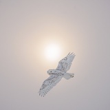 Snowy Owl against pale sun - Stayner, Ontario, Canada