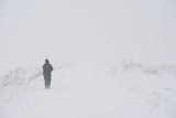 Blizzard on farm road with person - Stayner, Ontario, Canada