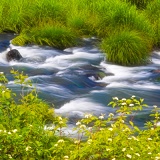 Camas Creek - Ukiah-Dale Forest State Scenic Corridor, Oregon