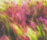 Wind-blurred meadow grass - Strawberry Mountain Wilderness, Oregon