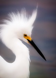 Snowy Egret - J.N. Ding Darling National Wildlife Refuge, Florida