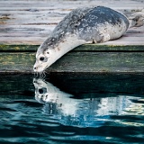 Harbor Seal Pup staring into its reflection - Halibut Cove, Kachemak Bay, Alaska