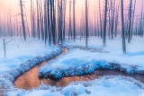 Misty forest sunrise - Yellowstone National Park, Wyoming