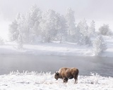 Frosty bison and trees - Yellowstone National Park, Wyoming