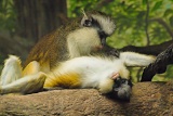 Grey's Crested Guenon grooming - Cincinnati Zoo and Botanical Garden, Ohio