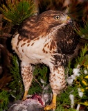 Red-tailed Hawk feeding on pigeon - Boston, Massachusetts