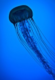 Japanese Sea Nettle - New England Aquarium, Boston, Massachusetts
