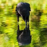 Crow drinking - Everglades National Park, Florida