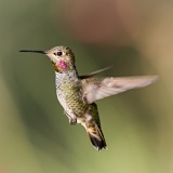 Anna's Hummingbird in flight - Sierra Vista, Arizona