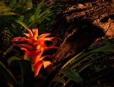 Bromeliad and log - Marie Selby Botanical Gardens, Sarasota, Florida
