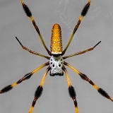 Golden Silk Spider - Gainesville, Florida
