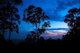 Gum trees at dusk - Bairnsdale, Victoria, Australia