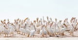 American White Pelicans - Indian Key, Everglades National Park, Florida