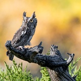 Screech Owl - Boulder, Colorado