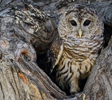 Barred Owl - Boulder, Colorado