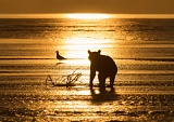 Coastal Brown Bear watching seagull at sunrise - Cook Inlet, Lake Clark National Park, Alaska